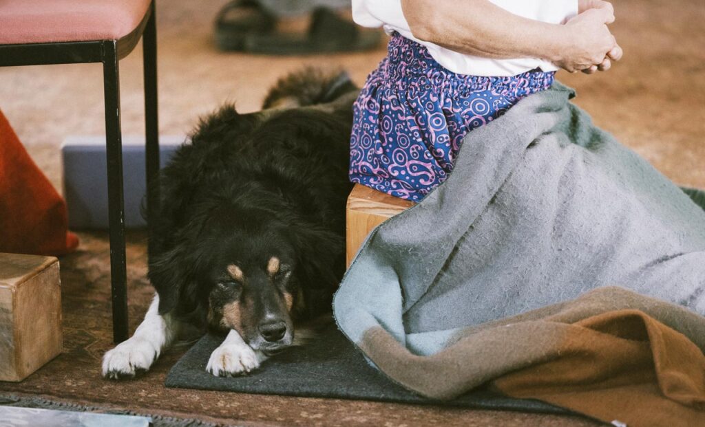 meditation dog
